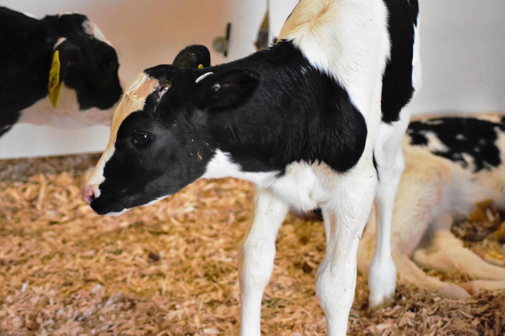 Dairy